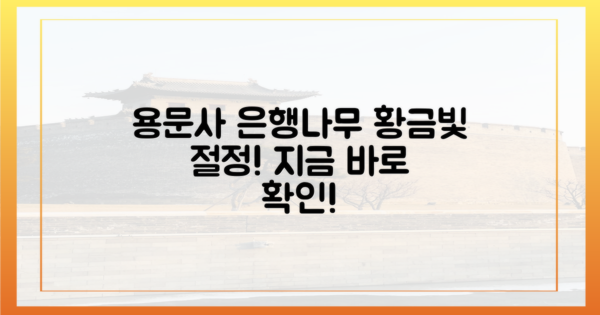 용문사 은행나무, 만개 시기 확인하세요!