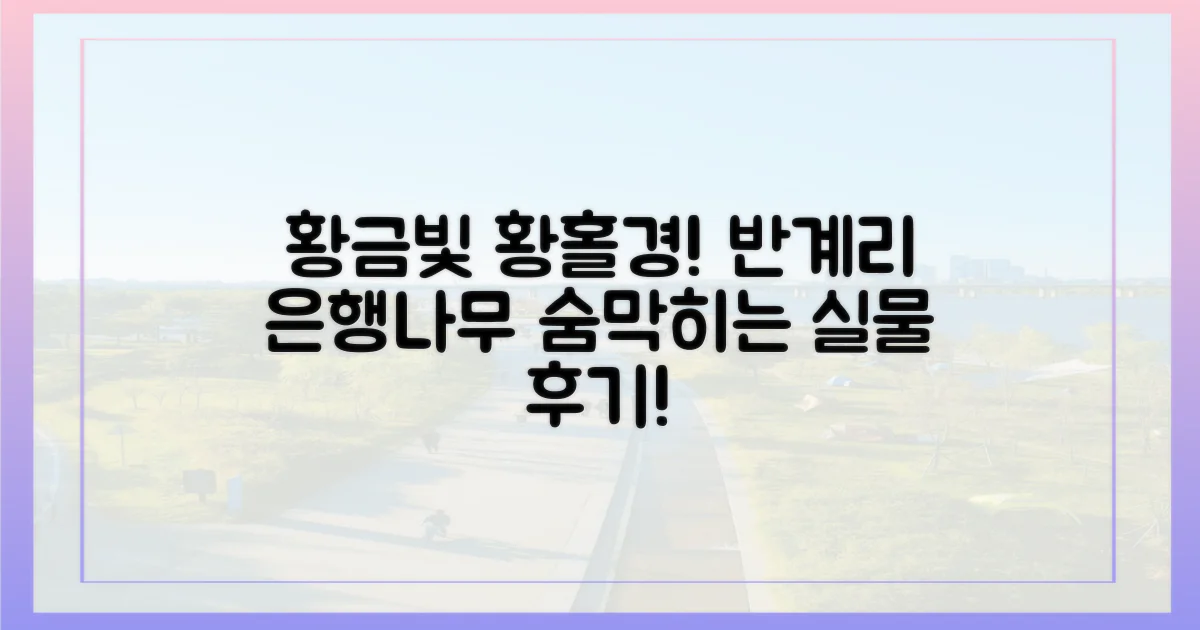 압도적인 황금빛 실물! 반계리 은행나무 후기